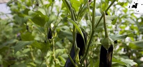 泡种子的学问——温度、 时间、水质，样样要讲究