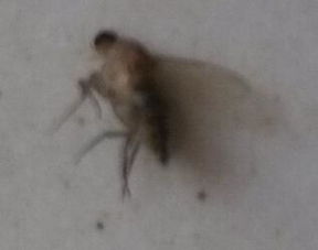 灭小飞虫的小技巧