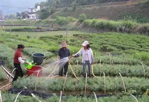 梅花萌芽期如何施肥？何时施用效果最佳