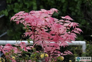 红叶臭椿繁殖那些事儿