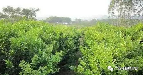 柴胡种植：六月里的那些事儿