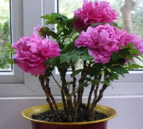 二、牡丹的施肥方法