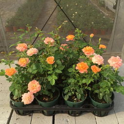 第四步：施肥要讲究，薄肥勤施