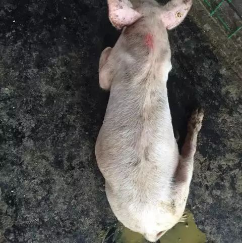 猪场拉稀问题频发，究竟是什么原因导致的呢？