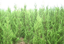 生长习性的相似与不同