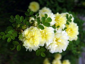 水分供应：浇水也要有技巧