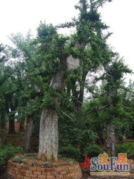 雪松的胸径与价值