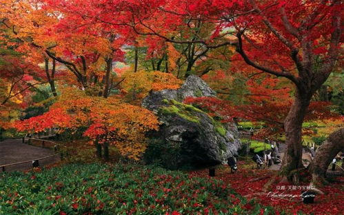 红叶石兰：秋日庭院中的火焰精灵