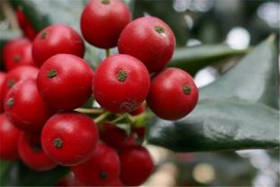 桑葚籽能否直接种植成活，如何提高其发芽率