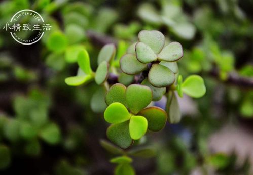 盆栽植物修剪叶子，如何让叶片更繁茂