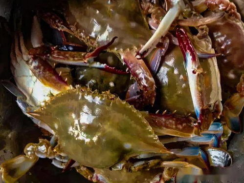 波格力蟹：我国特色优质海水蟹品种