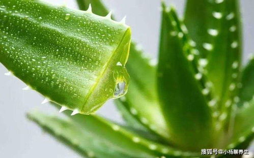 植物衰老， 生命尽头