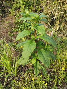 急救：呕吐、 洗胃、腹泻