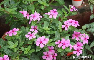 长春花适合使用什么类型的肥料进行施肥