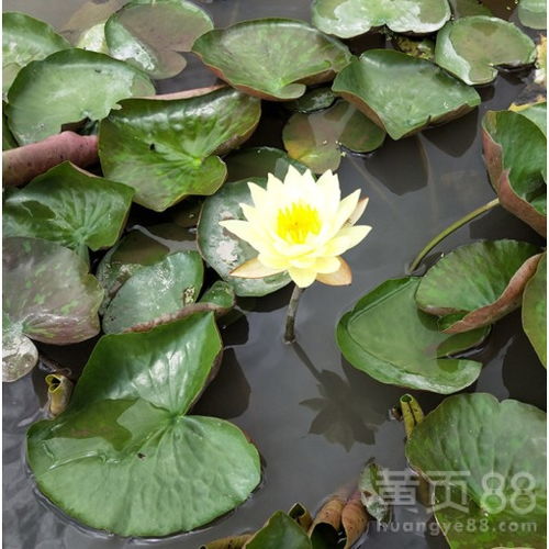 品种繁多， 价格不一，睡莲界的“明星”价格自然不菲