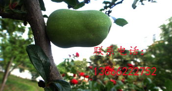 木瓜海棠的价格之谜