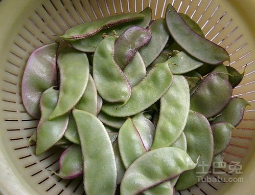 香菇种植全过程包括哪些步骤？从选种到收获