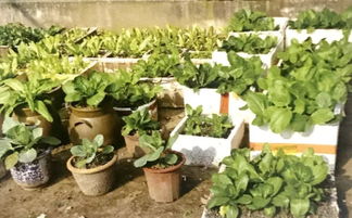 家庭种植， 不易招虫的蔬菜