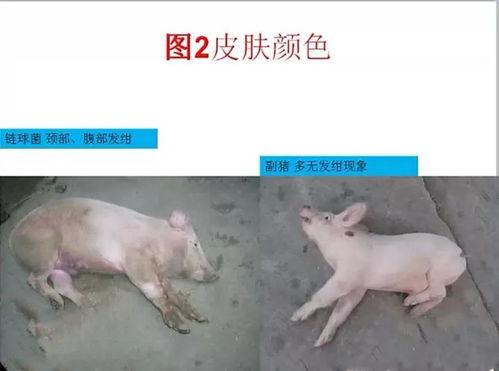 保育猪链球菌感染，广谱抗菌药能否力挽狂澜