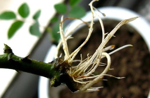 月季扦插枝条会慢慢生根， 可嫩开花