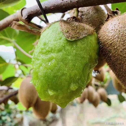 猕猴桃开花期间的用药疑问