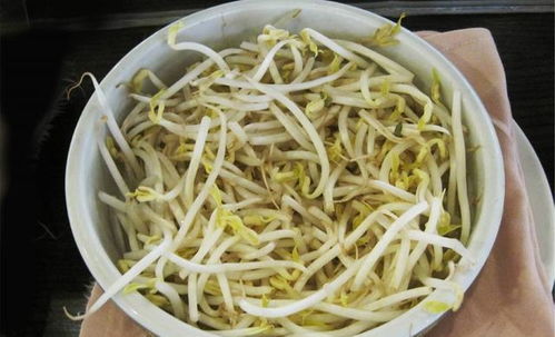豆芽怎么再种？如何让它重新发芽