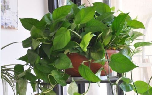 三、修剪和保养