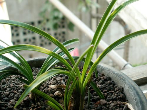 土壤中的隐患，处理要趁早