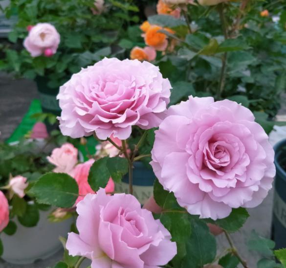 第一步：减少浇水， 让月季缓一缓