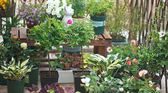 月季花需要理发吗？