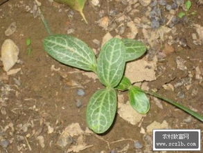 丝瓜种植时行距和株距分别是多少，才能保证通风透光呢