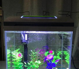 超白玻璃做草缸哪个品牌好？与普通玻璃相比有何优势？