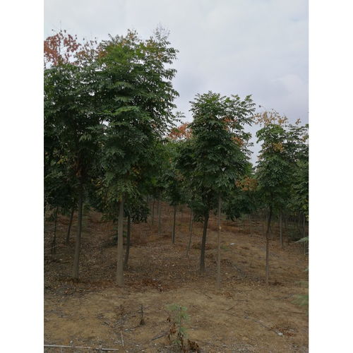 栾树苗价格揭秘