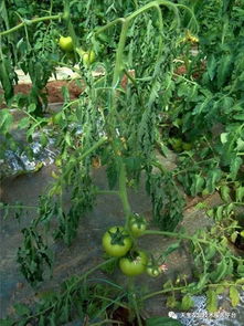 丹参种植的冷知识与真实案例