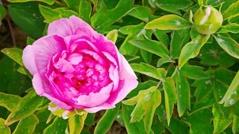 牡丹花的文化与影响