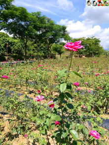 推荐：玫瑰庄园