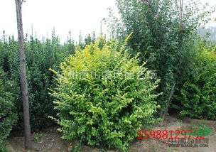 女贞和石楠的生长特点