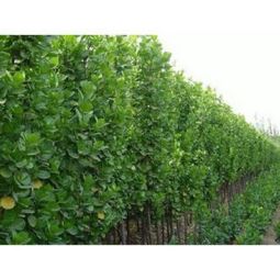 北海道黄杨Zuo篱笆的种植密度