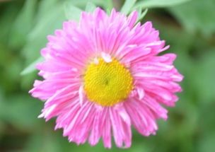 春天菊花怎么养才能开花多？