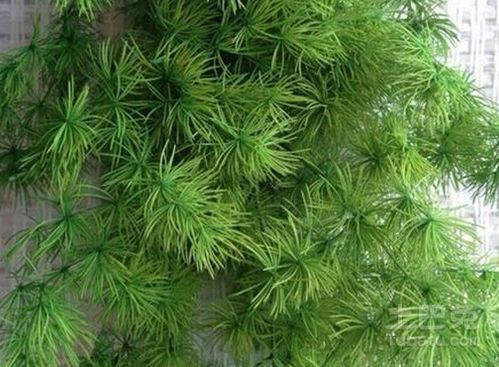 蓬莱松风水禁忌大揭秘！这些错误千万不要犯
