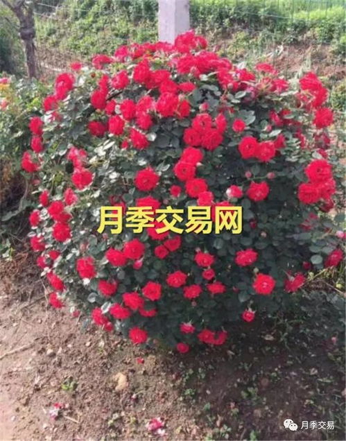 南阳月季花球基地， 美得像画里一样