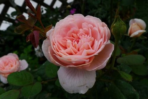 月季花的美妙：女王波浪月季的独特魅力