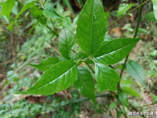 香樟树的生长环境与养护