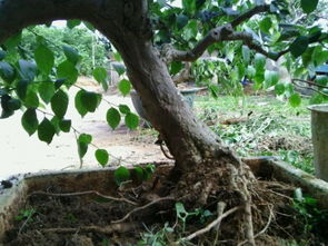 秋季换盆，收获的季节