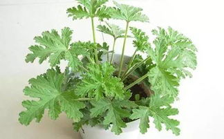 家庭防蚊虫，种植花草有妙招