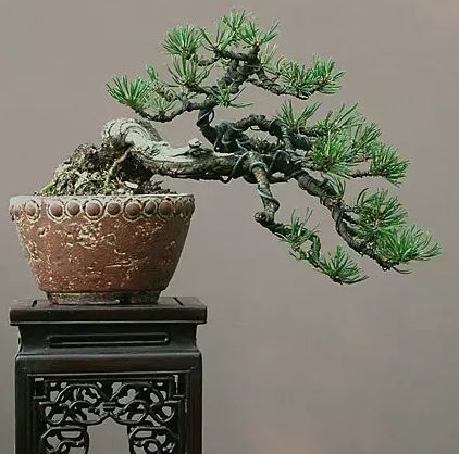 盆景修剪的基础知识