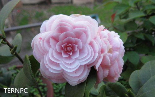 惯与那70厘米的十八学士茶花的价格揭秘