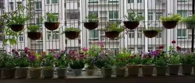 兰花浇水的技巧