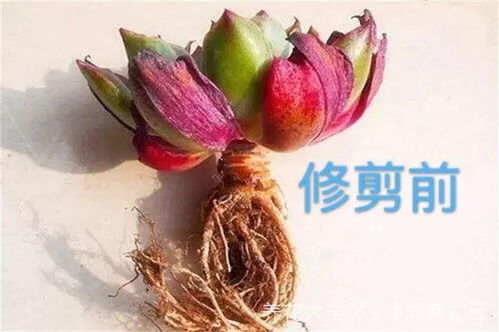 晾根，别急，慢慢来！