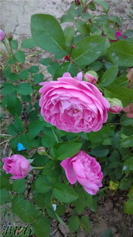 月季花的品种展示